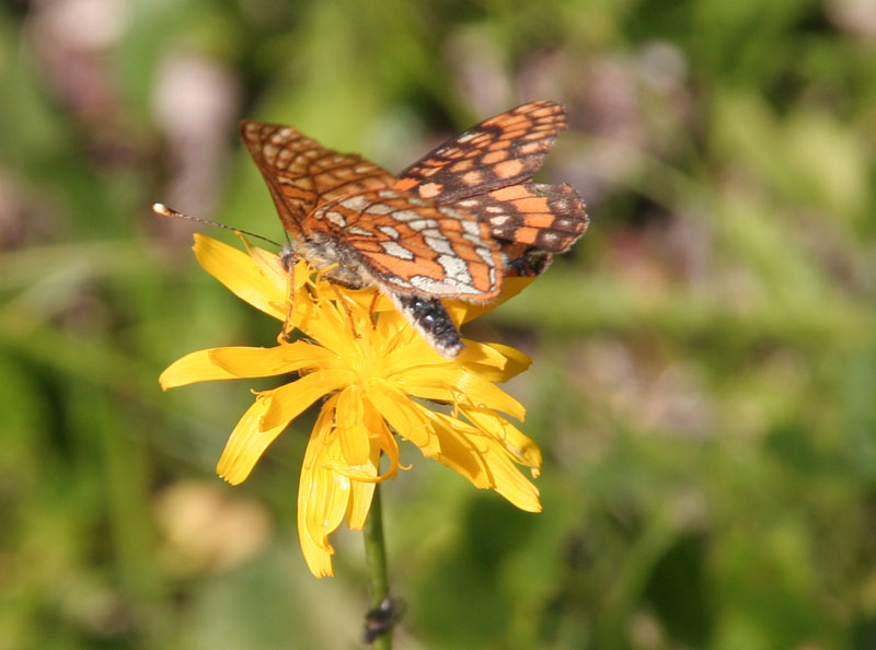 Euphydryas intermedia